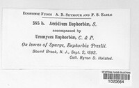 Endophyllum euphorbiae-sylvaticae image